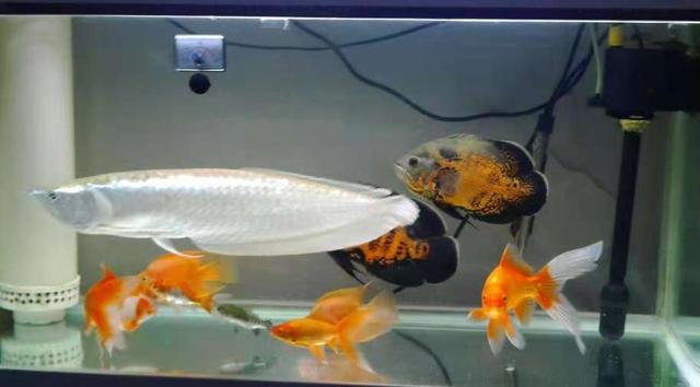 水霉病还有救吗,水霉病观赏鱼怎么治疗