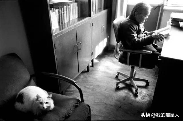 猫的魅力有多大?就连著名作家冰心奶奶也是资深“猫奴”