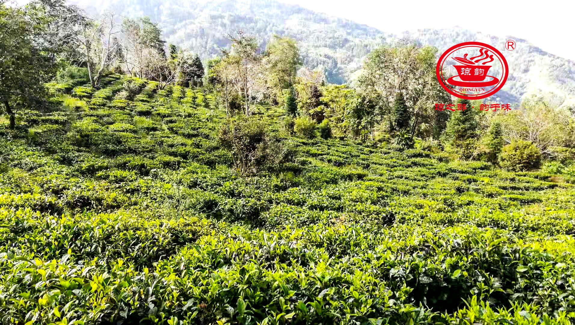 琼之醇茶业,琼之醇茶业图片
