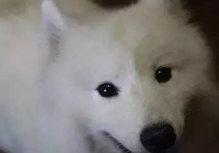 给萨摩耶犬剃毛,给萨摩耶剃毛怎么才能让它不动