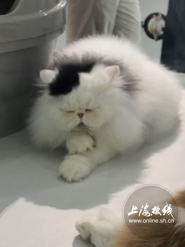 亚洲宠物展2022直播,亚洲宠物展会直播