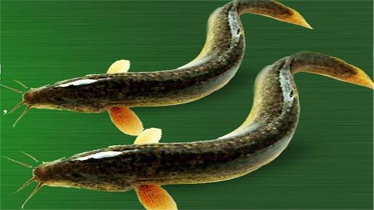 泥鳅养殖技术和饲料配方,致富经中的泥鳅的养殖技术