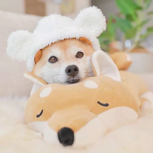 比人还会拍照的狗,简直萌炸朋友圈了