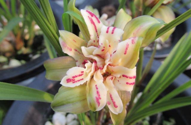 四川160万的天价兰花,四川旺苍珍稀野生兰花濒临灭绝