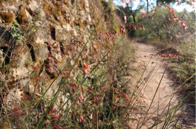 张廖官陂厚嗣坑的解字注释字面解读