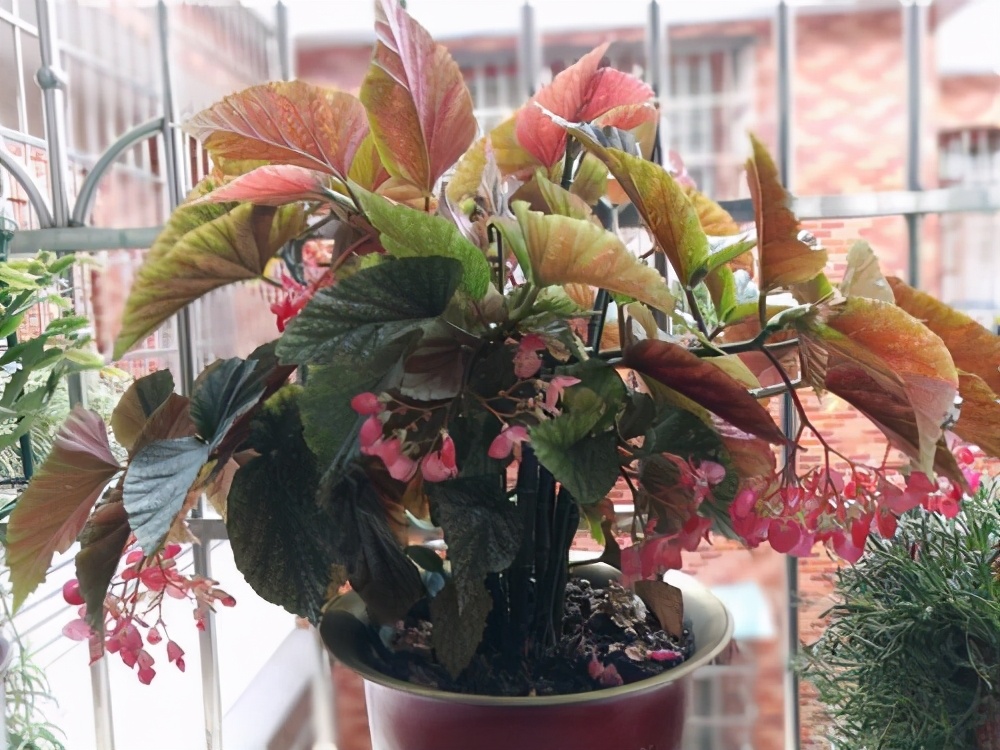 哪些木本植物花适合室内养,有哪些植物花卉适合室内养