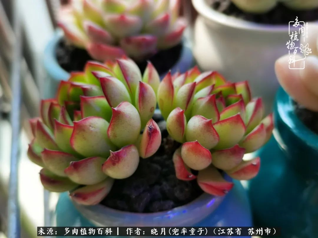 六年时间环游22个国家，却被多肉小萌物征服