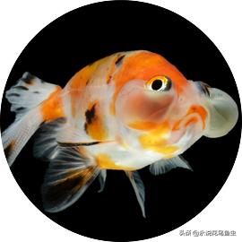 为什么金鱼有各种各样的颜色,金鱼有一条花色的好吗