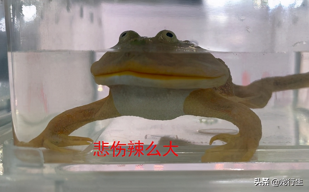 2020CIPS宠物展于广州开展，一大波萌物正在靠近