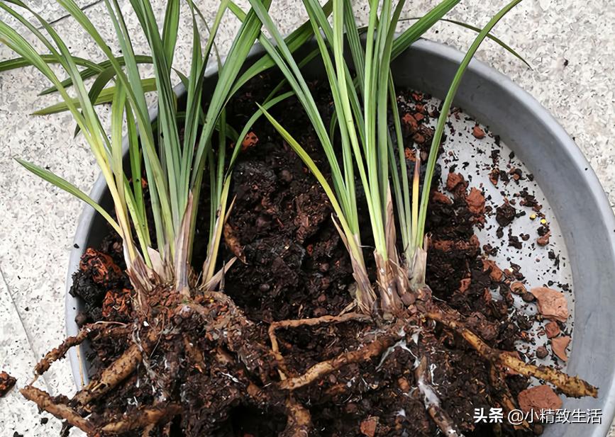 兰花用多菌灵注意什么,兰花生病可以用多菌灵