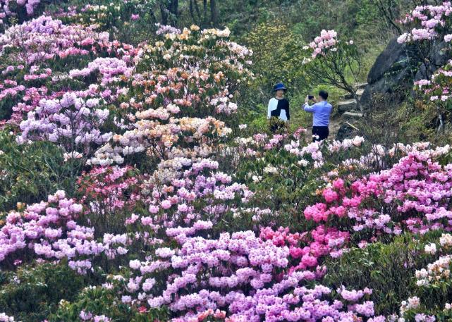 清明小长假,最美的行程当属井冈山