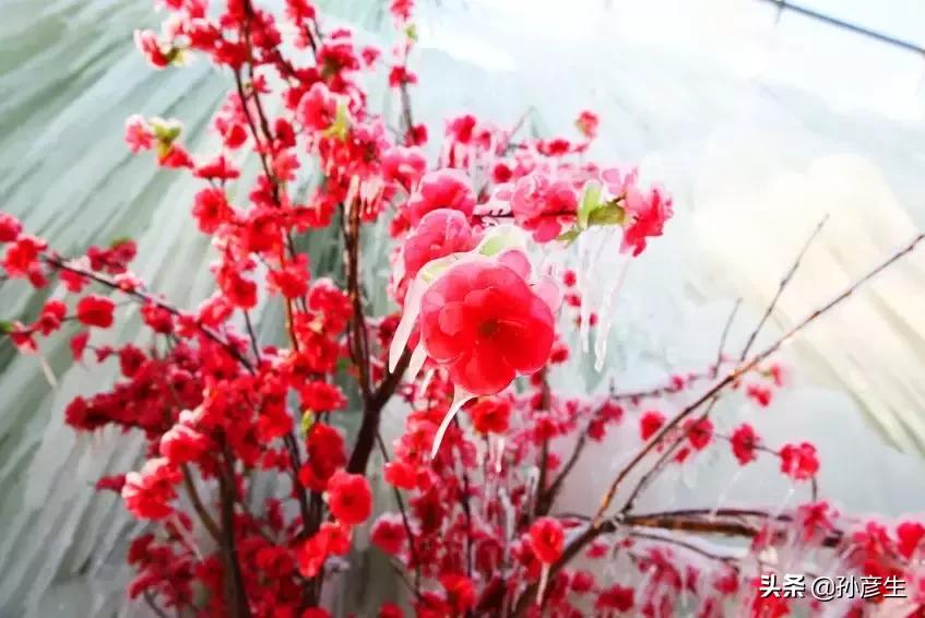 七步沟滑雪有没有滑雪板,七步沟春节滑雪