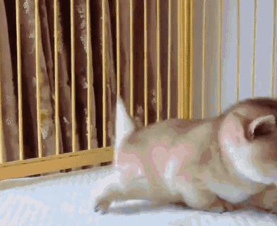 没想到猫也会功夫,没想到猫会这样走路