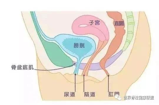 “啪啪啪”的玄机,原来在这块肌肉上
