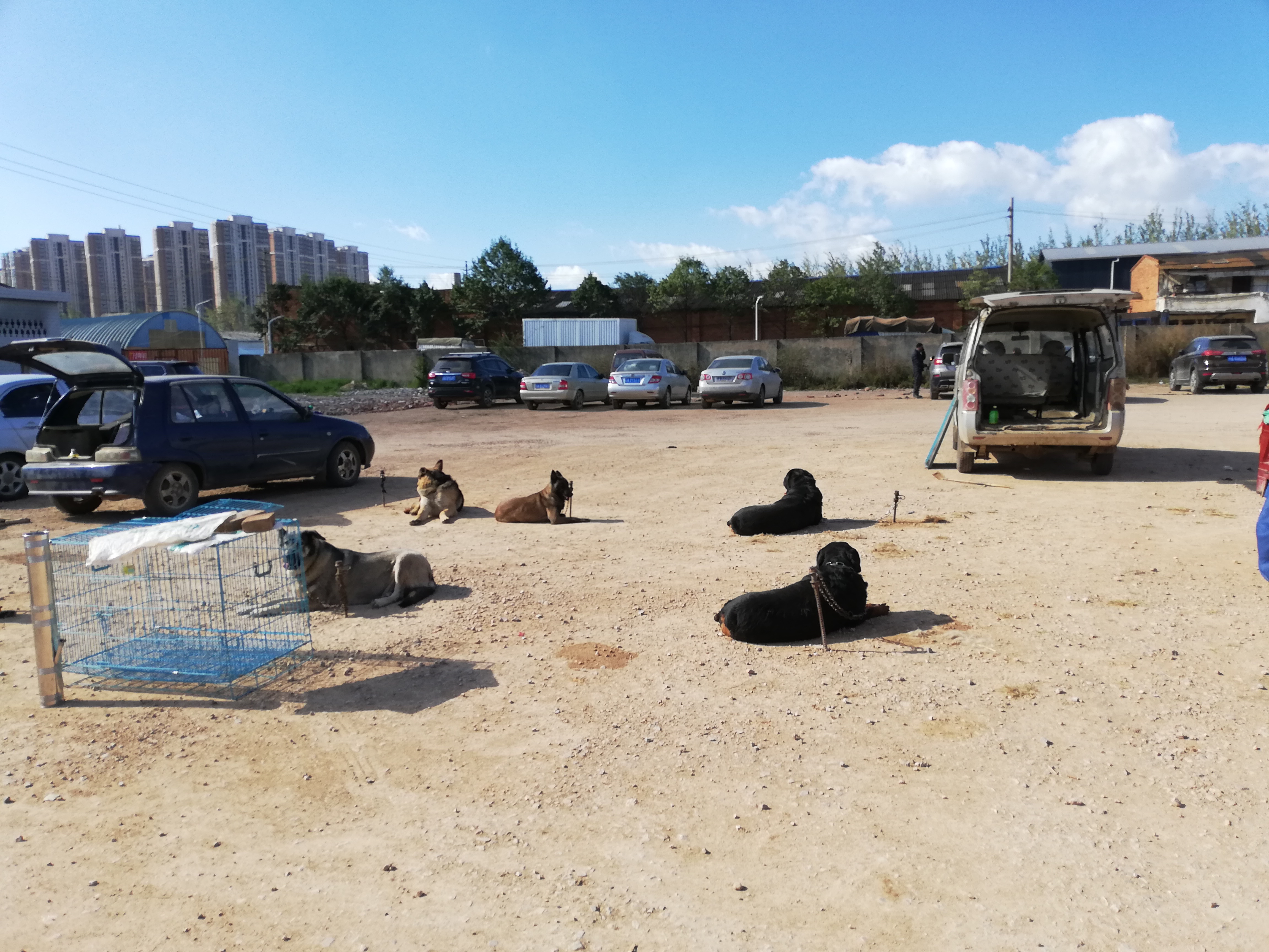 在狗市,成年犬区域人流量稀少且没人购买的原因,你知道吗?