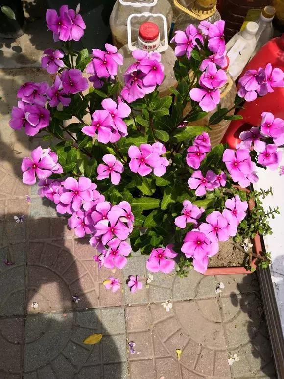 老花农不小心透露，花盆里倒3滴油，1个月爆盆，全年不用施肥