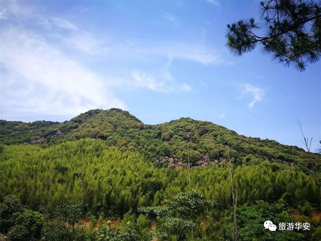 春风十里不如你,我在华安等着您