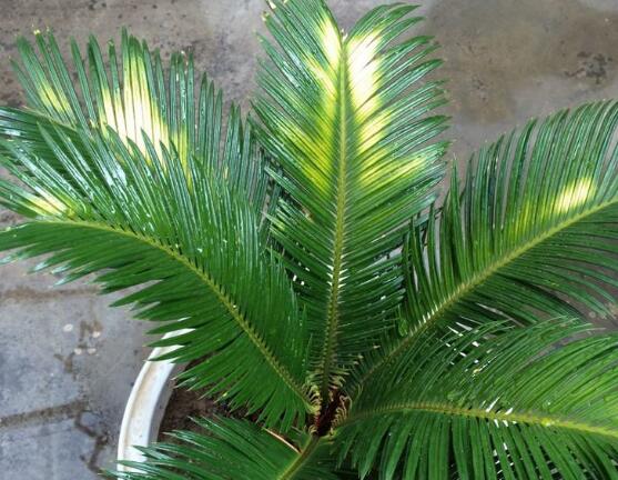 铁树叶子发黄了怎么回事如何解决,铁树叶子发黄在家怎么解决