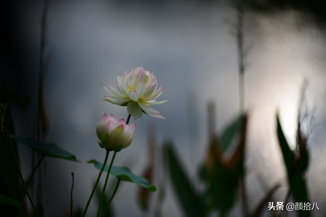 碗莲种藕生长到开花全过程,碗莲种植方法和时间图片