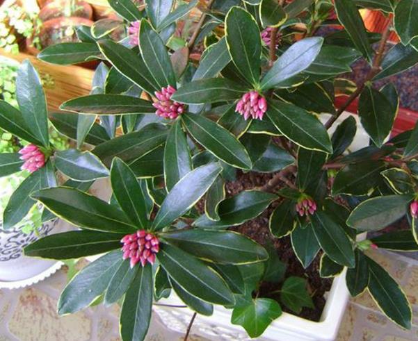 有什么风水树适合放在家里,旺家风水的花树