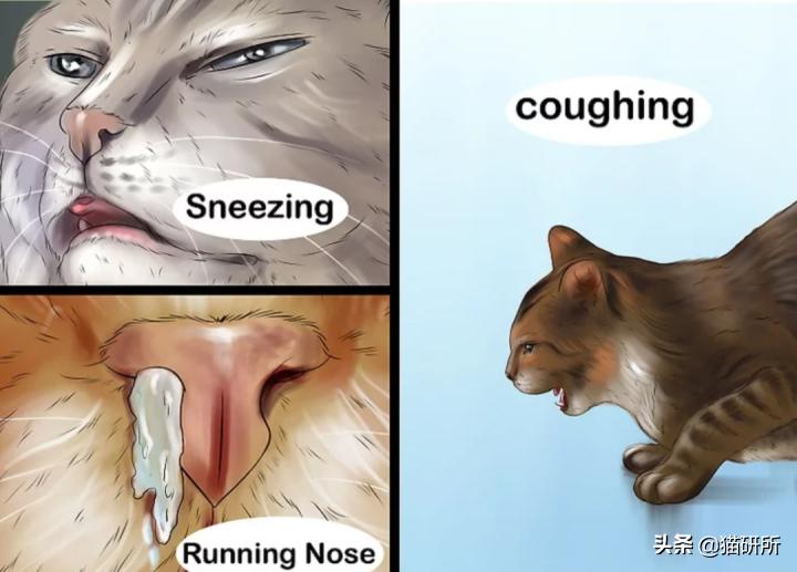 气温骤降猫咪拉软便,预防猫咪应激