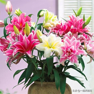 养花就养3种香水花,哪种香水花好养