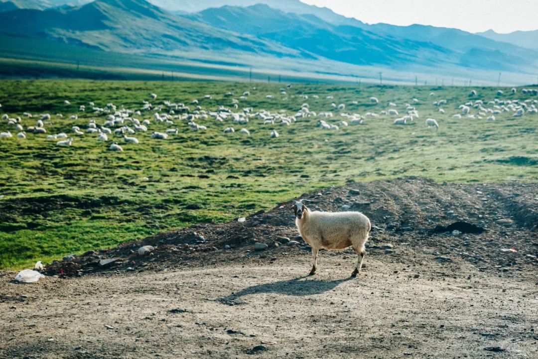青海羊肉和宁夏滩羊哪个好,青海新疆内蒙哪里羊肉最好