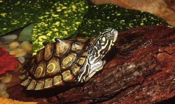 小乌龟的饲养方法,花龟的饲养方法最简单