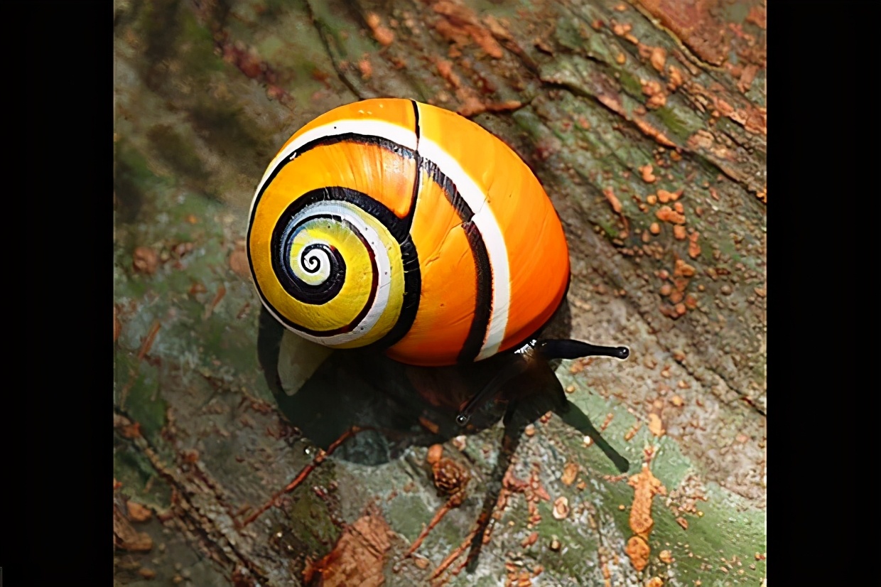 古巴蜗牛创意美术,古巴岛彩色蜗牛