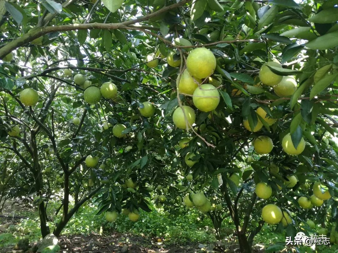 老伙，你的橙子离你更近了……｜粒志