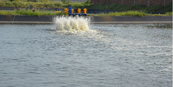 对虾养殖中红体常见的几个原因,对虾白斑红体怎么防治