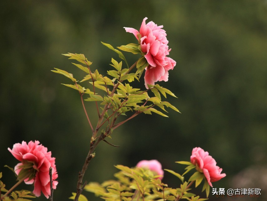 最美牡丹诗词20首,研究牡丹花