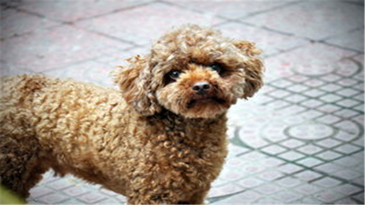 狗狗配种的4个正确方法，不错过最佳时间