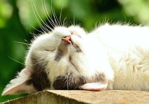 铲屎官不勤铲屎对猫咪危害,给猫咪铲屎它为什么会进猫砂盆