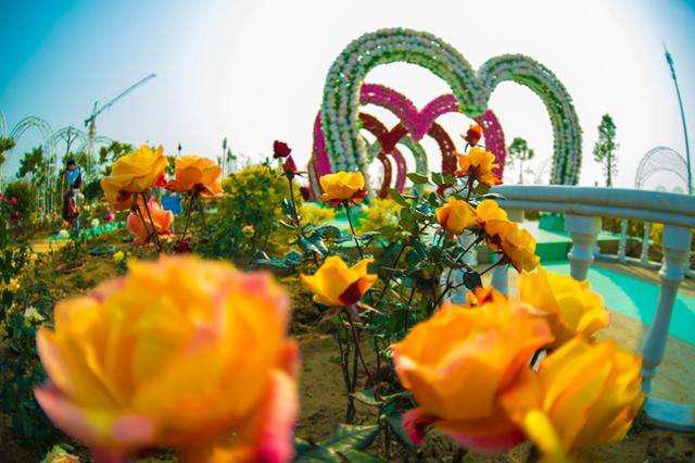 百万葵园怎么游玩才能满足,百万葵园攻略一日游图片