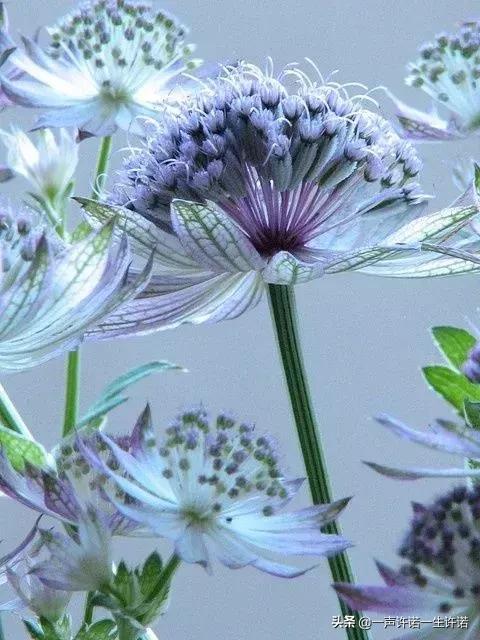 从未见到的怪花,从没见过的奇花