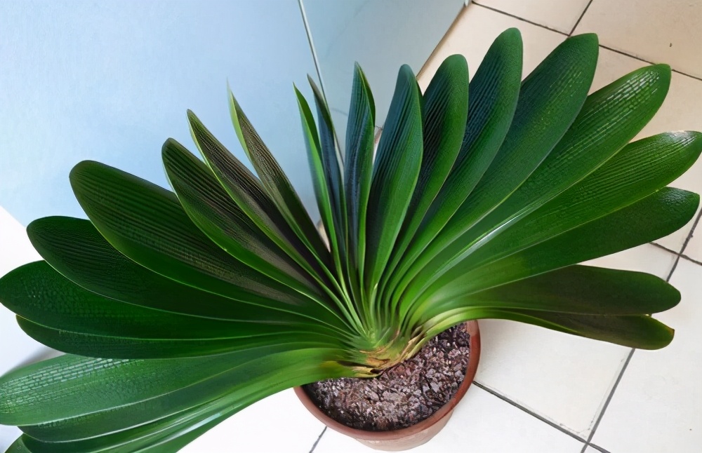 君子兰的换盆方法及注意事项,君子兰换盆后能用日本101生长素吗