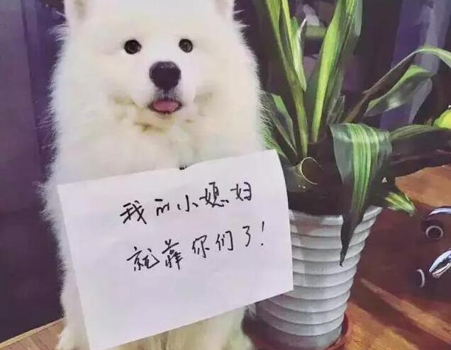 萨摩耶20斤每天怎么喂食喂多少,萨摩耶主人24小时不在家怎么喂食