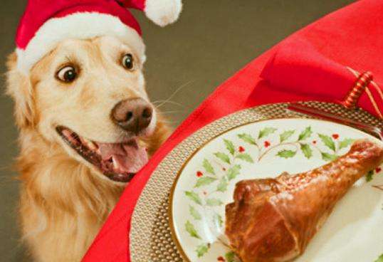 最贪吃狗狗视频,狗狗最爱吃的东西大全