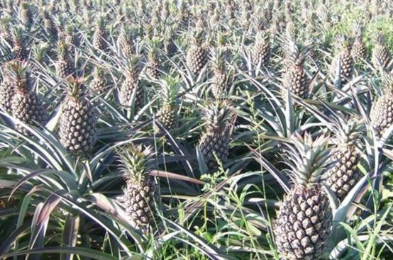 南国四大果品有哪几种,南国四大果菠萝