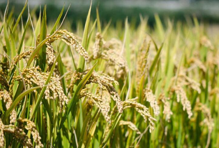 水稻蛀心虫特效药,水稻食心虫防治最佳时间