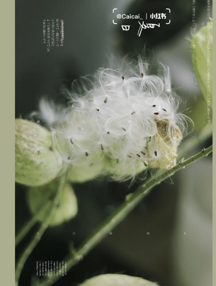 家里要有氛围感什么花比较好,家里高级的花