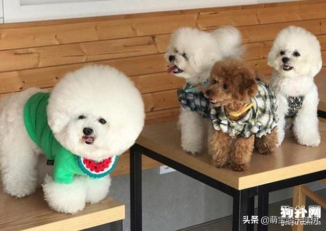 比熊犬什么发型好看,比熊犬好看的发型