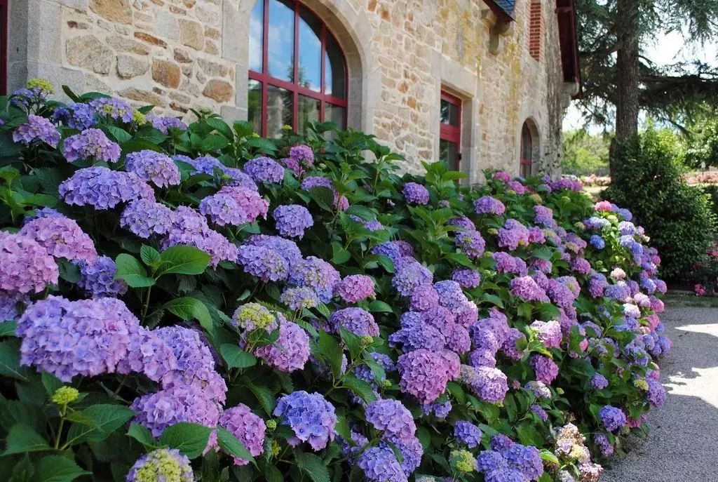 看到花的时候,不知是什么花?那就收下这份百花图谱