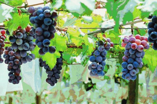 生活中揭秘日常水果的有趣故事,9个关于水果的小秘密你知道几个