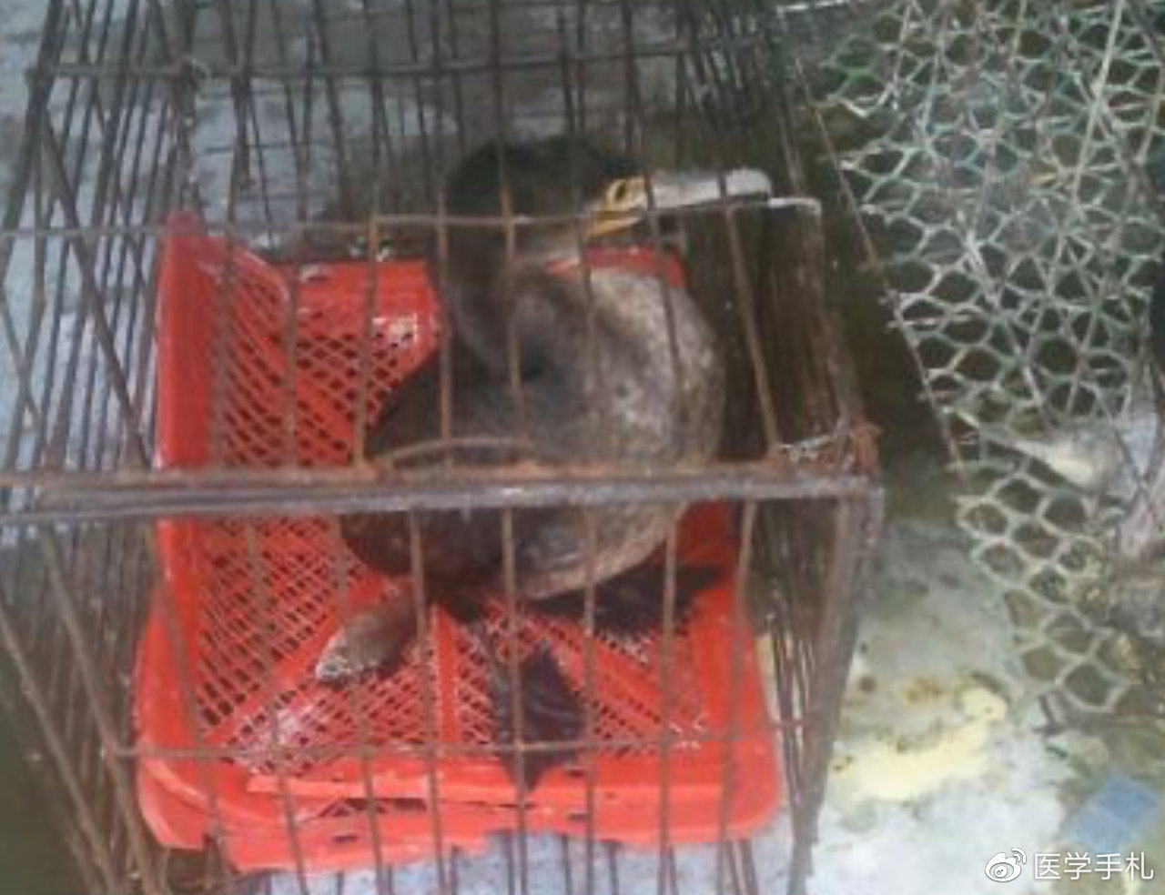 辟谣食物安全,辟谣吃人参可以挽救生命吗