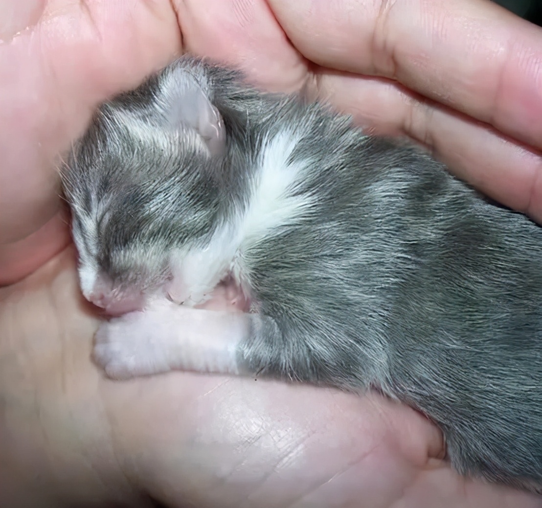 刚出生的小奶猫有多可爱,小奶猫幼崽可爱到犯规