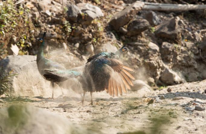 野生濒危动物绿孔雀现身孔雀之乡,绿孔雀濒危物种