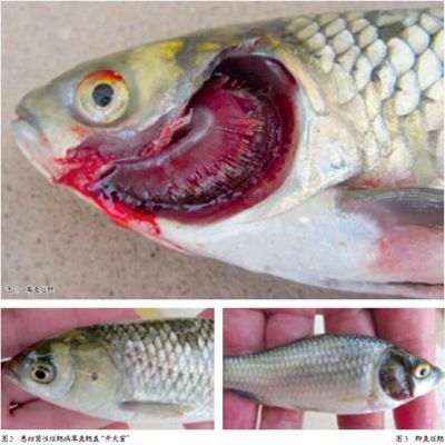 草鱼得了烂鳃病怎么治,草鱼烂鳃病用什么药治疗