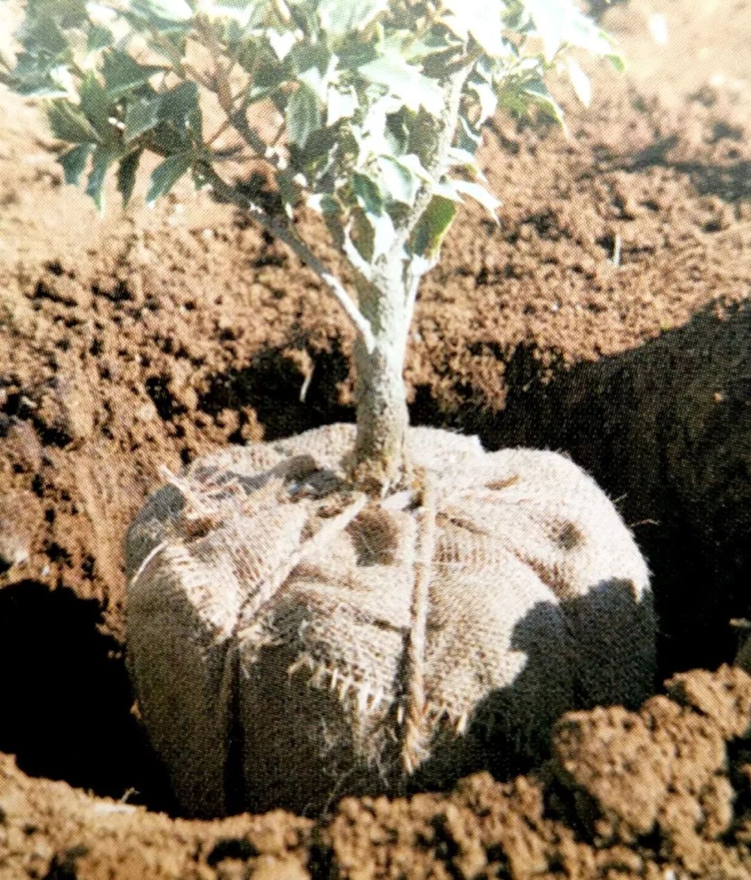 种植小树苗的正确步骤图片,新种植的小树苗一个月能长啥样
